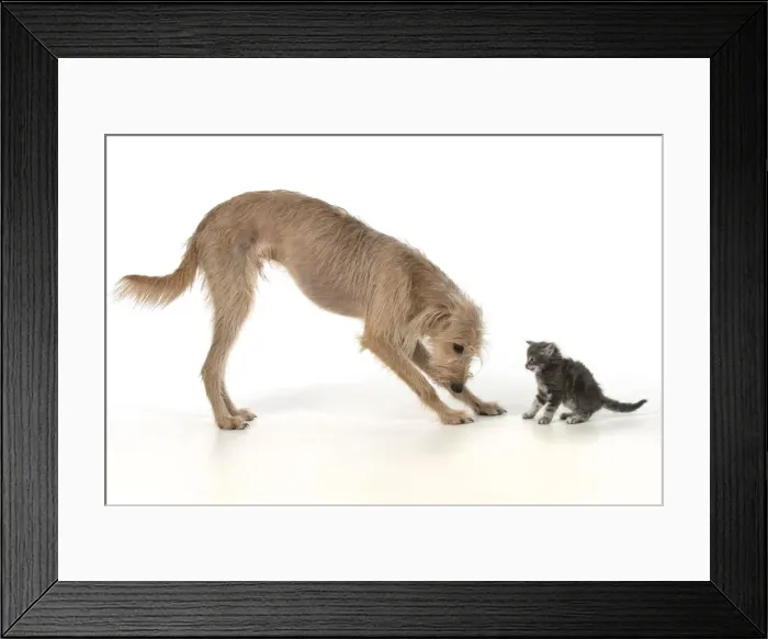 Framed Print : 13131555. DOG. Cross breed dog with 7 week old kitten, studio, white background Date Framed Print : 13131555. DOG. Cross breed dog with 7 week old kitten, studio, white background Date