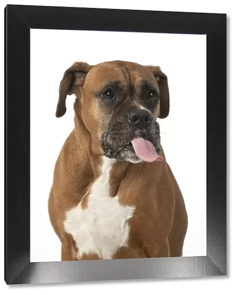 13131556. DOG. Boxer dog, sitting face expressions, studio, white back ground Date