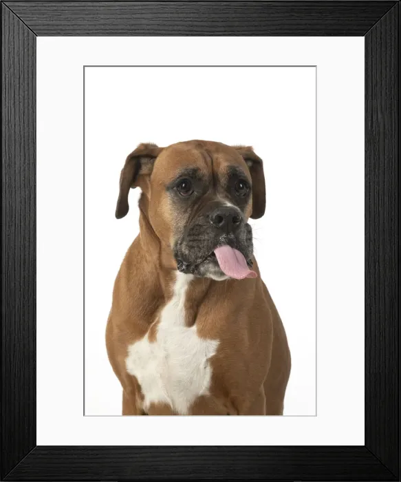 Framed Print : 13131556. DOG. Boxer dog, sitting face expressions, studio, white back ground Date Framed Print : 13131556. DOG. Boxer dog, sitting face expressions, studio, white back ground Date