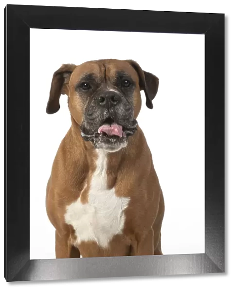 13131557. DOG. Boxer dog, sitting face expressions, studio, white back ground Date
