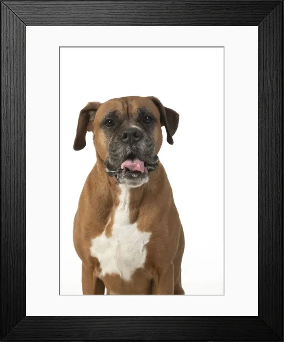 Framed Print : 13131557. DOG. Boxer dog, sitting face expressions, studio, white back ground Date Framed Print : 13131557. DOG. Boxer dog, sitting face expressions, studio, white back ground Date
