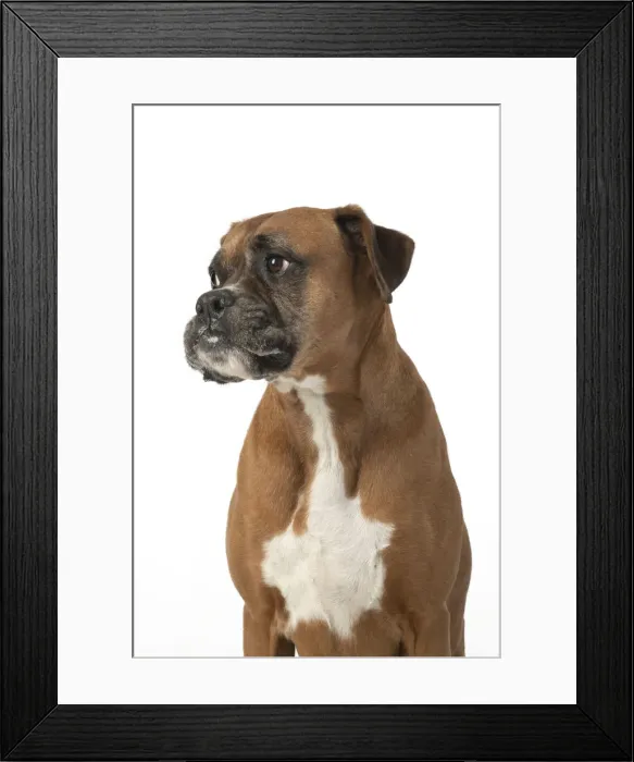 Framed Print : 13131558. DOG. Boxer dog, sitting face expressions, studio, white back ground Date Framed Print : 13131558. DOG. Boxer dog, sitting face expressions, studio, white back ground Date