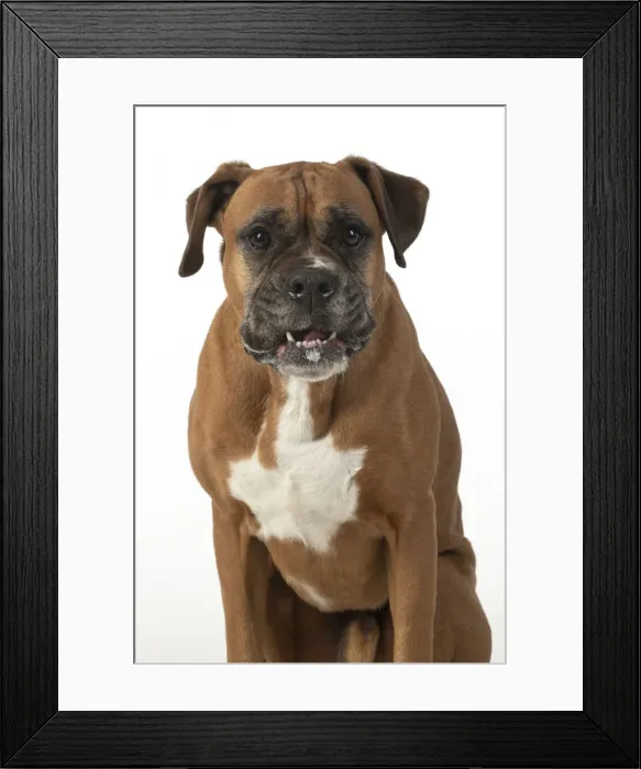 Framed Print : 13131559. DOG. Boxer dog, sitting face expressions, studio, white back ground Date Framed Print : 13131559. DOG. Boxer dog, sitting face expressions, studio, white back ground Date