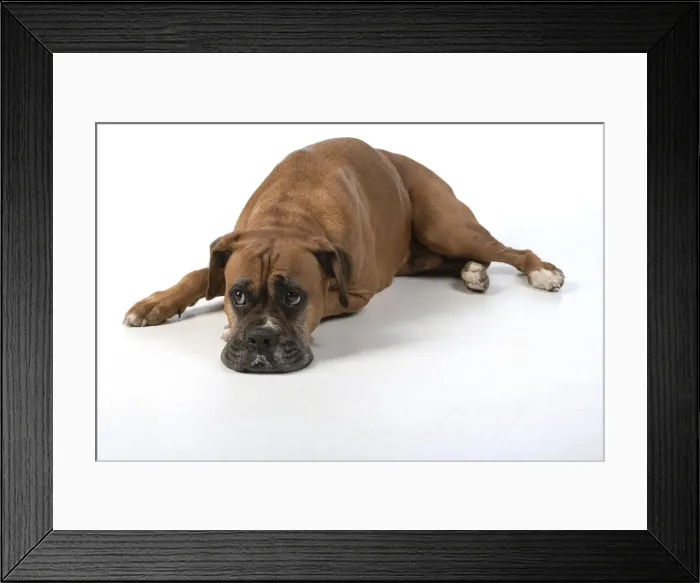 Framed Print : 13131560. DOG. Boxer dog, laying down, face expressions Framed Print : 13131560. DOG. Boxer dog, laying down, face expressions