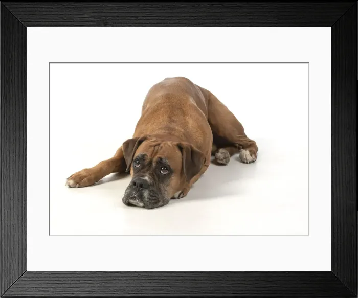 Framed Print : 13131561. DOG. Boxer dog, laying down, face expressions Framed Print : 13131561. DOG. Boxer dog, laying down, face expressions