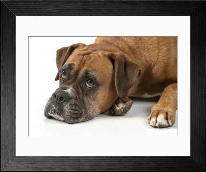 Framed Print : 13131562. DOG. Boxer dog, laying down, face expressions Framed Print : 13131562. DOG. Boxer dog, laying down, face expressions