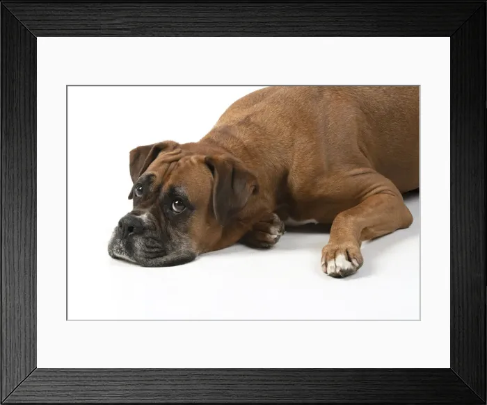 Framed Print : 13131563. DOG. Boxer dog, laying down, face expressions Framed Print : 13131563. DOG. Boxer dog, laying down, face expressions