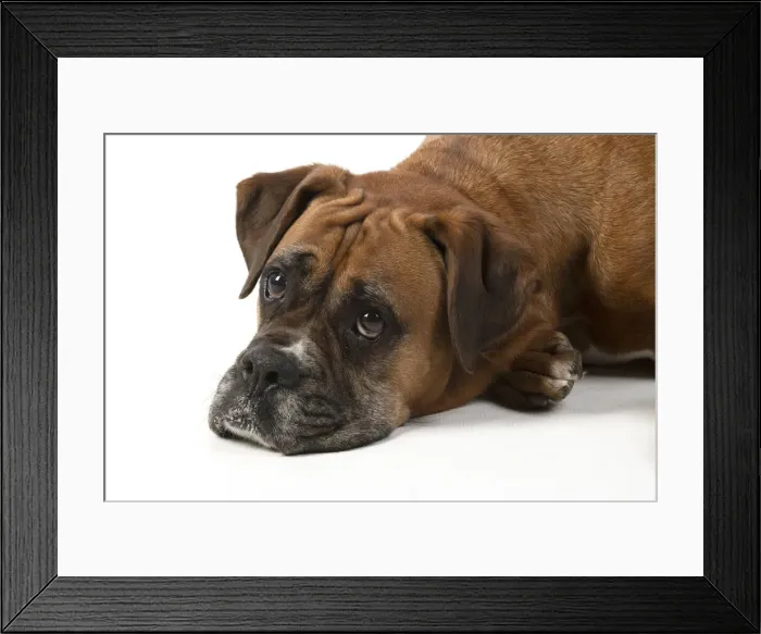 Framed Print : 13131564. DOG. Boxer dog, laying down, face expressions Framed Print : 13131564. DOG. Boxer dog, laying down, face expressions