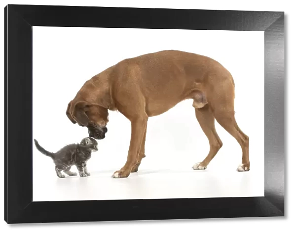 13131565. DOG. Boxer dog with 7 week old kitten, studio, white background Date
