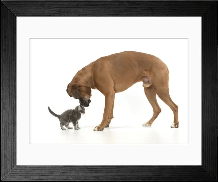 Framed Print : 13131565. DOG. Boxer dog with 7 week old kitten, studio, white background Date Framed Print : 13131565. DOG. Boxer dog with 7 week old kitten, studio, white background Date