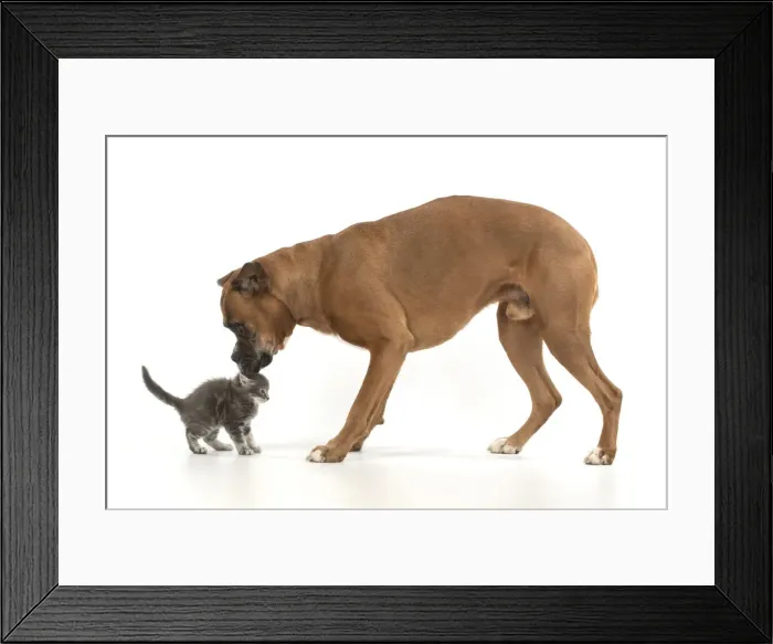 Framed Print : 13131566. DOG. Boxer dog with 7 week old kitten, studio, white background Date Framed Print : 13131566. DOG. Boxer dog with 7 week old kitten, studio, white background Date