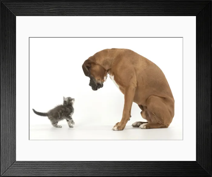 Framed Print : 13131567. DOG. Boxer dog with 7 week old kitten, studio, white background Date Framed Print : 13131567. DOG. Boxer dog with 7 week old kitten, studio, white background Date