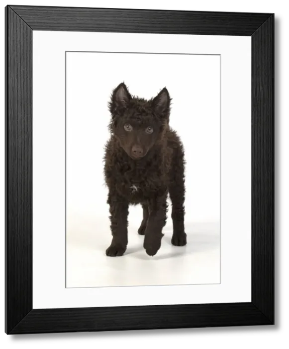 Framed Print : 13131568. DOG. Hungarian Mudi, puppy, studo Date Framed Print : 13131568. DOG. Hungarian Mudi, puppy, studo Date