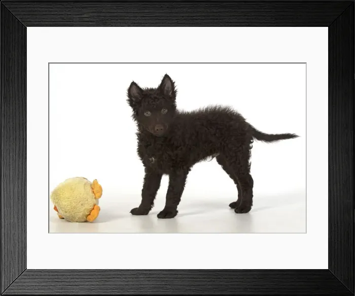 Framed Print : 13131569. DOG. Hungarian Mudi, puppy, studo Date Framed Print : 13131569. DOG. Hungarian Mudi, puppy, studo Date