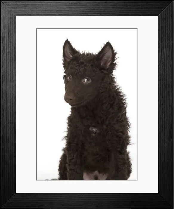 Framed Print : 13131570. DOG. Hungarian Mudi, puppy, studo Date Framed Print : 13131570. DOG. Hungarian Mudi, puppy, studo Date