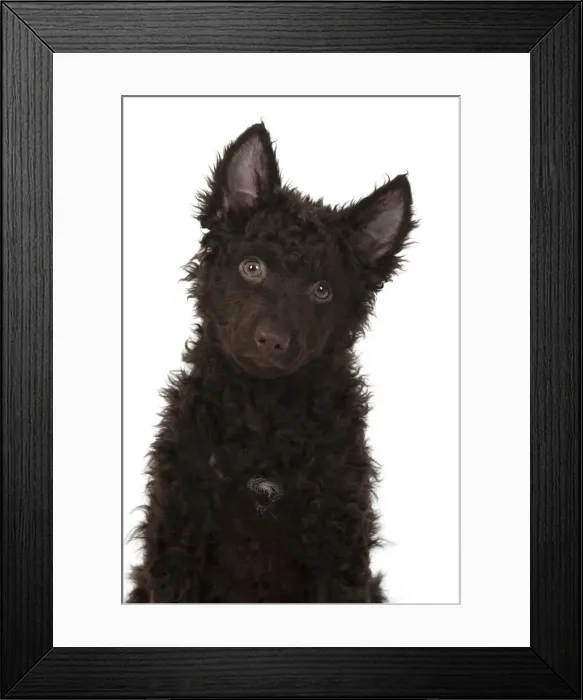 Framed Print : 13131571. DOG. Hungarian Mudi, puppy, studo Date Framed Print : 13131571. DOG. Hungarian Mudi, puppy, studo Date