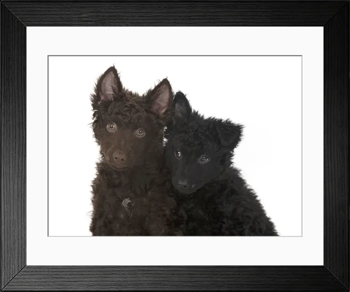 Framed Print : 13131572. DOG. Hungarian Mudi, puppies, studo Date Framed Print : 13131572. DOG. Hungarian Mudi, puppies, studo Date