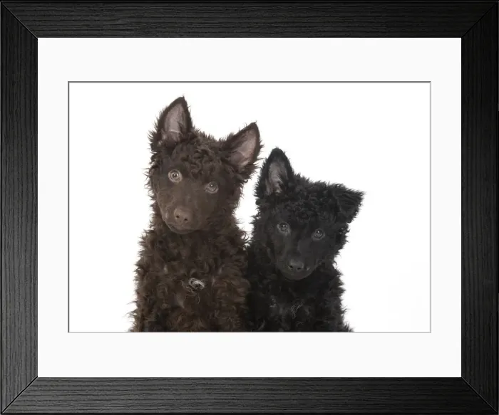 Framed Print : 13131573. DOG. Hungarian Mudi, puppies, studo Date Framed Print : 13131573. DOG. Hungarian Mudi, puppies, studo Date