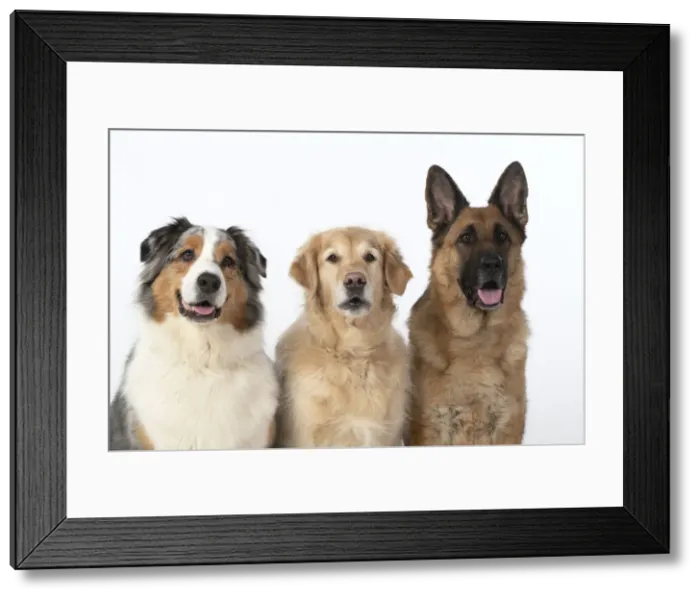 Framed Print : 13131574. DOG. Three ina row, Australian Shepherd Framed Print : 13131574. DOG. Three ina row, Australian Shepherd
