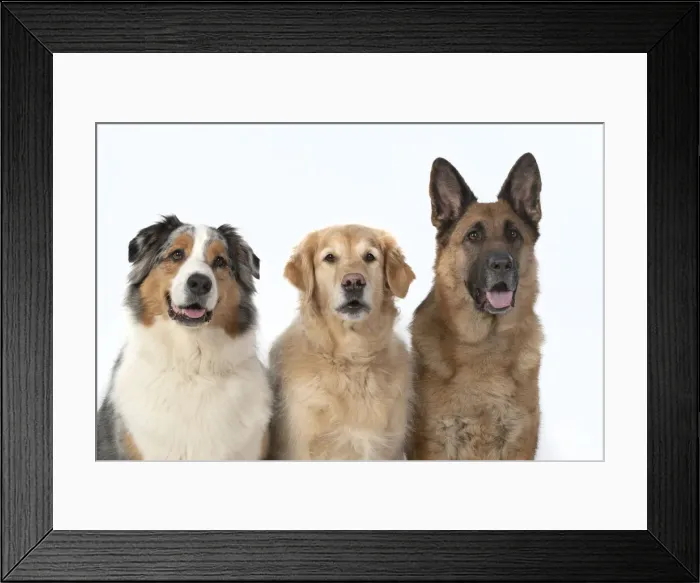 Framed Print : 13131575. DOG. Three ina row, Australian Shepherd Framed Print : 13131575. DOG. Three ina row, Australian Shepherd