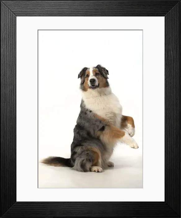 Framed Print : 13131577. DOG. Australian Shepherd, sitting up with paws out Framed Print : 13131577. DOG. Australian Shepherd, sitting up with paws out