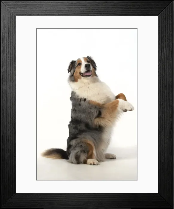 Framed Print : 13131578. DOG. Australian Shepherd, sitting up with paws out Framed Print : 13131578. DOG. Australian Shepherd, sitting up with paws out