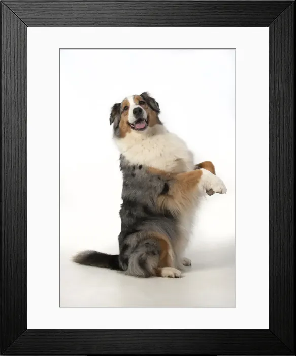 Framed Print : 13131579. DOG. Australian Shepherd, sitting up with paws out Framed Print : 13131579. DOG. Australian Shepherd, sitting up with paws out