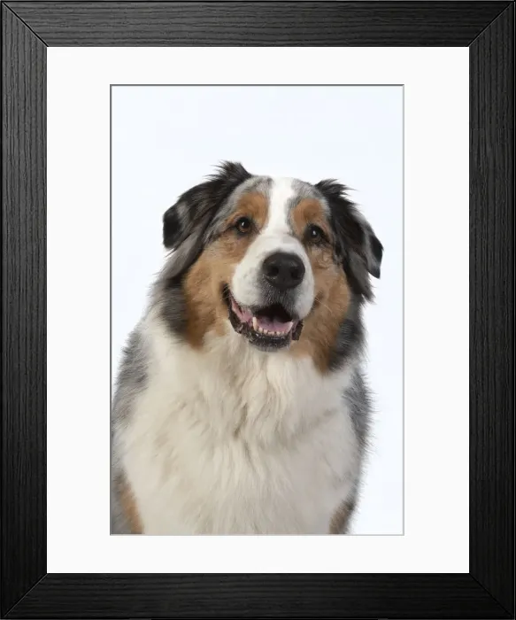 Framed Print : 13131580. DOG. Australian Shepherd, face, expression, , studio, white background Date Framed Print : 13131580. DOG. Australian Shepherd, face, expression, , studio, white background Date