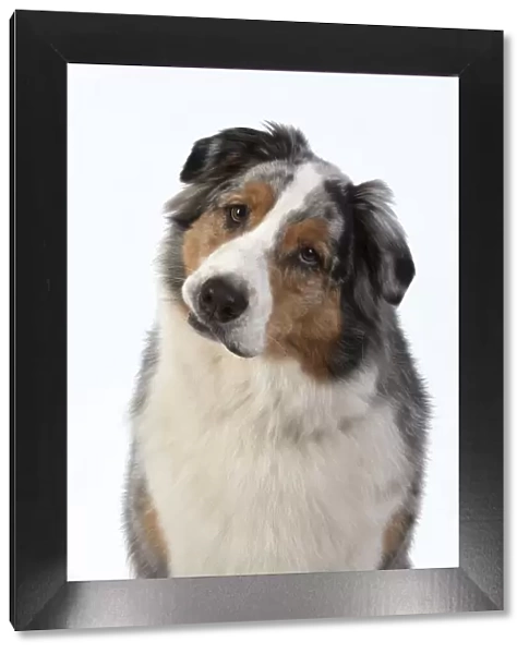 13131581. DOG. Australian Shepherd, face, expression, , studio, white background Date