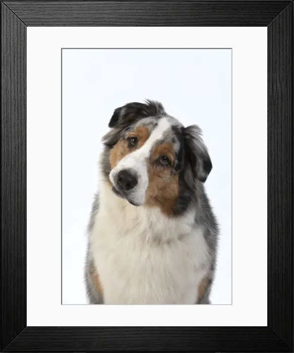 Framed Print : 13131581. DOG. Australian Shepherd, face, expression, , studio, white background Date Framed Print : 13131581. DOG. Australian Shepherd, face, expression, , studio, white background Date