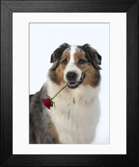 Framed Print : 13131582. DOG. Australian Shepherd, holding a red rose Framed Print : 13131582. DOG. Australian Shepherd, holding a red rose