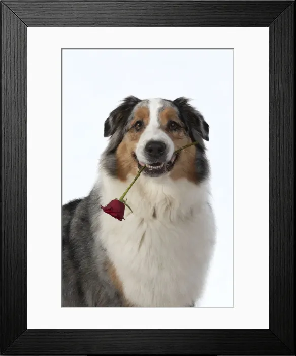 Framed Print : 13131583. DOG. Australian Shepherd, holding a red rose Framed Print : 13131583. DOG. Australian Shepherd, holding a red rose