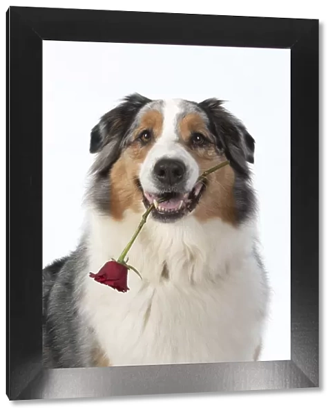 13131584. DOG. Australian Shepherd, holding a red rose