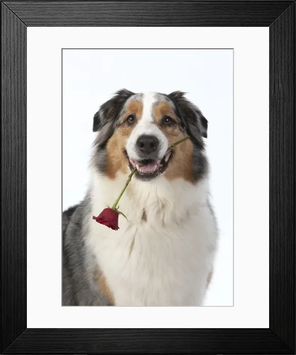Framed Print : 13131584. DOG. Australian Shepherd, holding a red rose Framed Print : 13131584. DOG. Australian Shepherd, holding a red rose