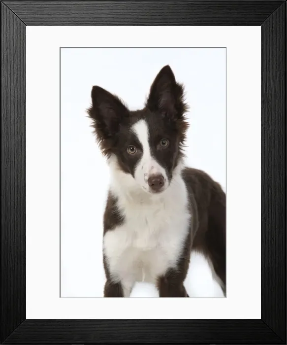 Framed Print : 13131585. DOG. Border Collie, puppy studio, white background Date Framed Print : 13131585. DOG. Border Collie, puppy studio, white background Date