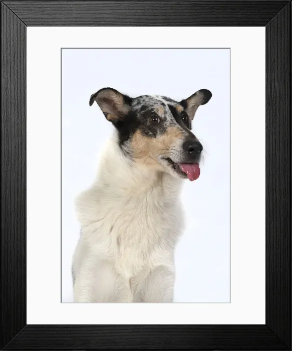 Framed Print : 13131586. DOG. Smooth Collie, head and shoulders Framed Print : 13131586. DOG. Smooth Collie, head and shoulders