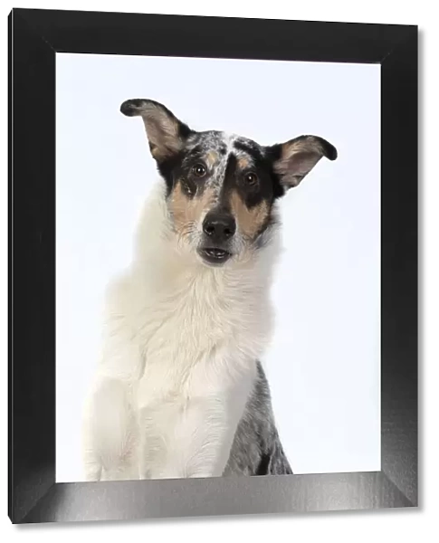 13131587. DOG. Smooth Collie, head & shoulders