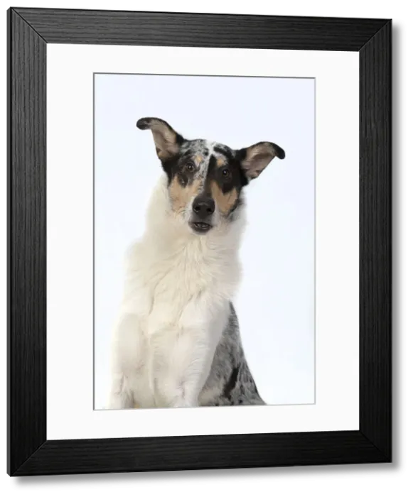 Framed Print : 13131587. DOG. Smooth Collie, head and shoulders Framed Print : 13131587. DOG. Smooth Collie, head and shoulders