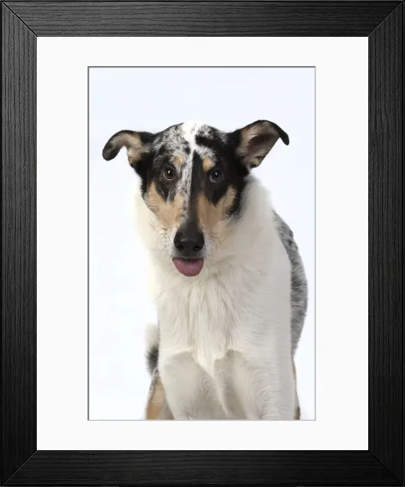 Framed Print : 13131588. DOG. Smooth Collie, head and shoulders Framed Print : 13131588. DOG. Smooth Collie, head and shoulders
