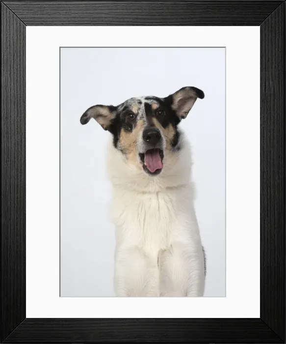 Framed Print : 13131589. DOG. Smooth Collie, head and shoulders Framed Print : 13131589. DOG. Smooth Collie, head and shoulders