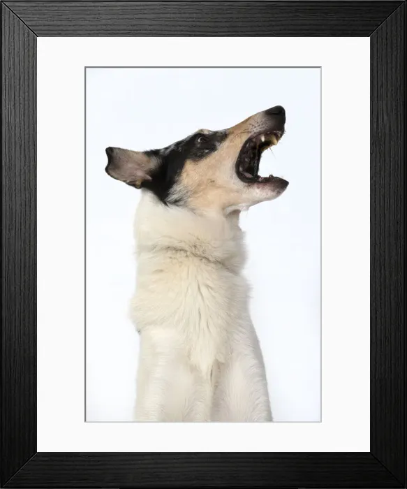 Framed Print : 13131590. DOG. Smooth Collie, head and shoulders Framed Print : 13131590. DOG. Smooth Collie, head and shoulders