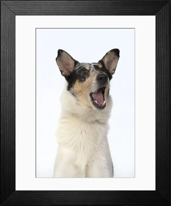 Framed Print : 13131591. DOG. Smooth Collie, head and shoulders Framed Print : 13131591. DOG. Smooth Collie, head and shoulders