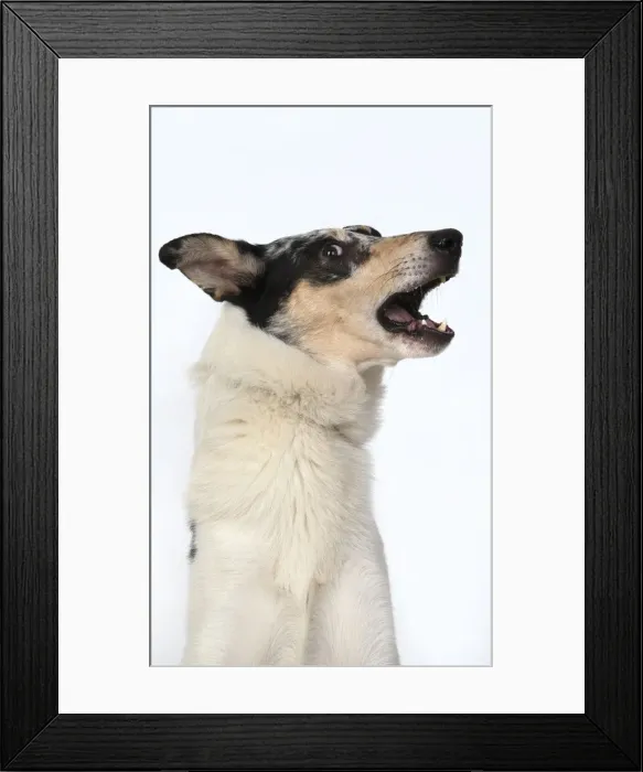 Framed Print : 13131592. DOG. Smooth Collie, head and shoulders Framed Print : 13131592. DOG. Smooth Collie, head and shoulders