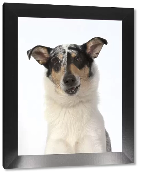 13131593. DOG. Smooth Collie, head & shoulders