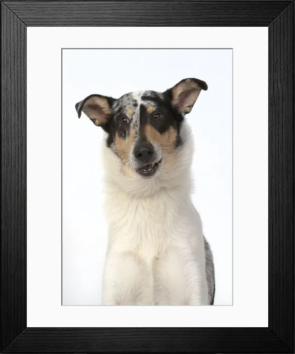 Framed Print : 13131593. DOG. Smooth Collie, head and shoulders Framed Print : 13131593. DOG. Smooth Collie, head and shoulders