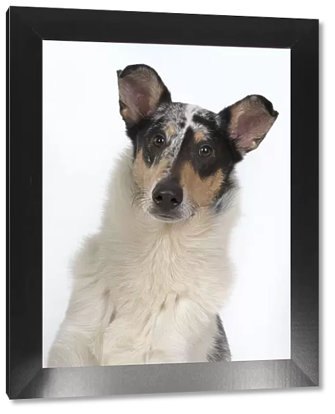 13131594. DOG. Smooth Collie, head & shoulders