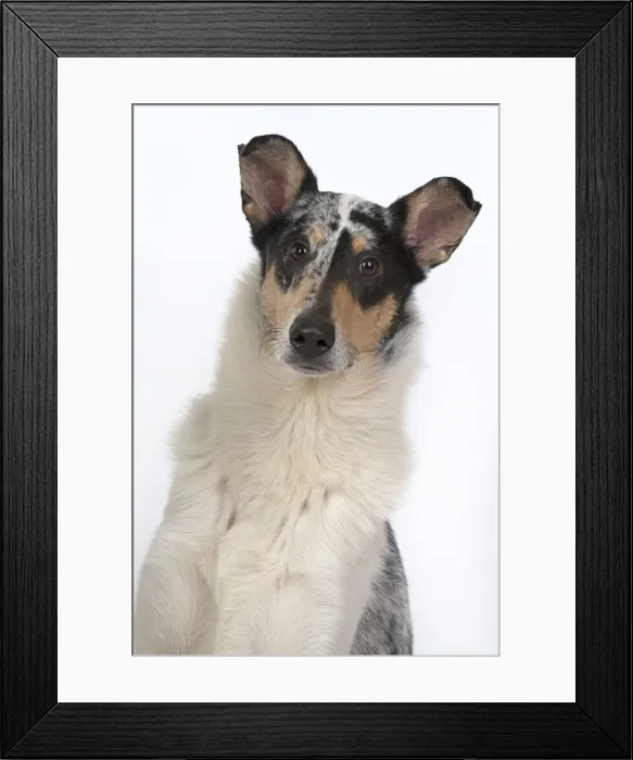 Framed Print : 13131594. DOG. Smooth Collie, head and shoulders Framed Print : 13131594. DOG. Smooth Collie, head and shoulders