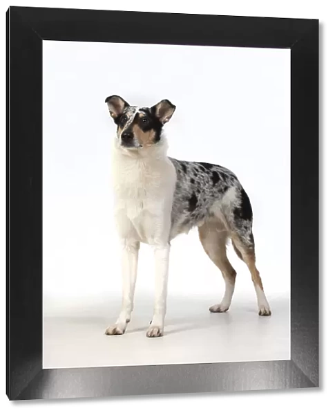 13131595. DOG. Smooth Collie, standing, studio, white background Date