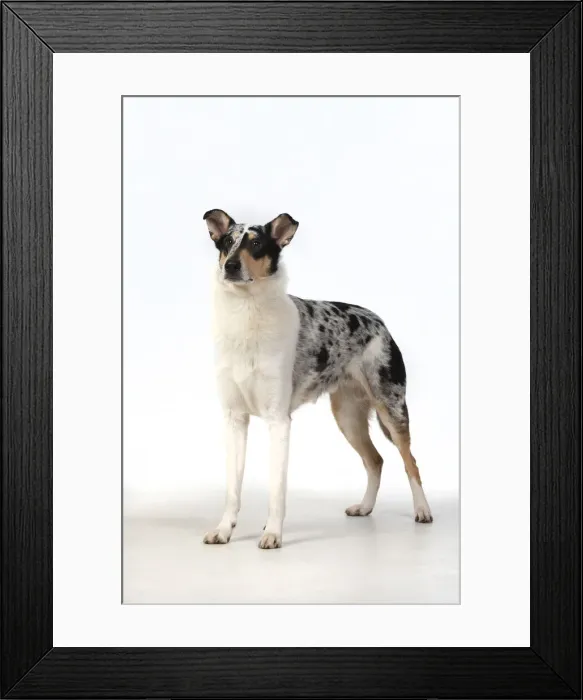 Framed Print : 13131595. DOG. Smooth Collie, standing, studio, white background Date Framed Print : 13131595. DOG. Smooth Collie, standing, studio, white background Date