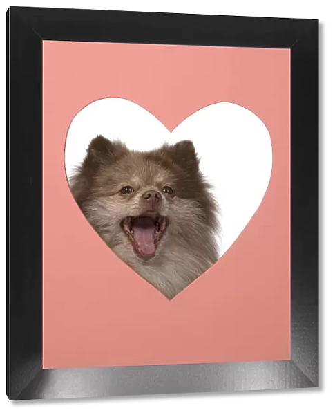 13131596. DOG. Pomeranian, looking through heart shaped hole, face, expression